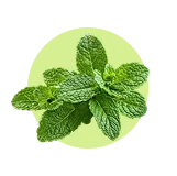 Liście